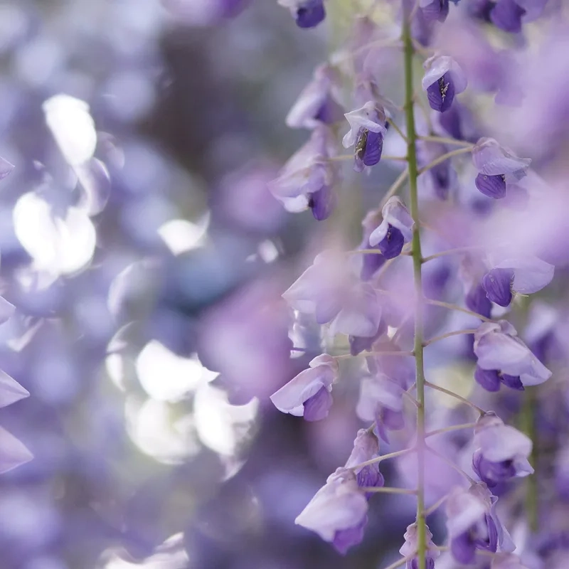 Hoa tử đằng có ý nghĩa gì làm trái tim rung động