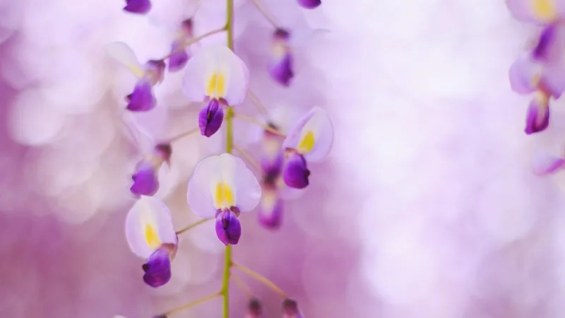 Ngắm hình ảnh hoa tử đằng để chiêm nghiệm vẻ đẹp