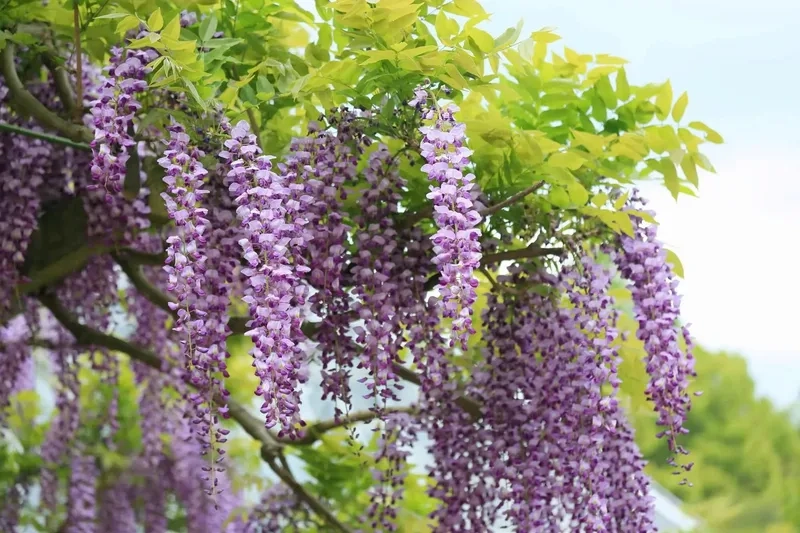 Cổ tích giữa đời thực với hoa tử đằng cổ tích