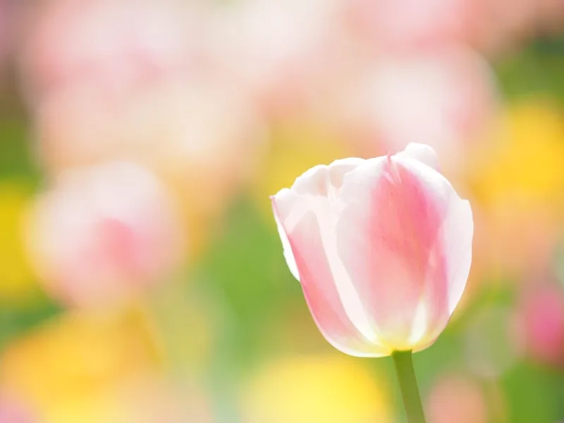 Ngắm ngay hoa tulip đẹp cho ngày thêm rực rỡ