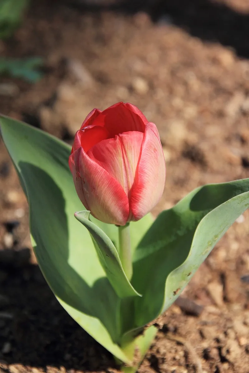 Khám phá ý nghĩa của hoa tulip ý nghĩa hôm nay