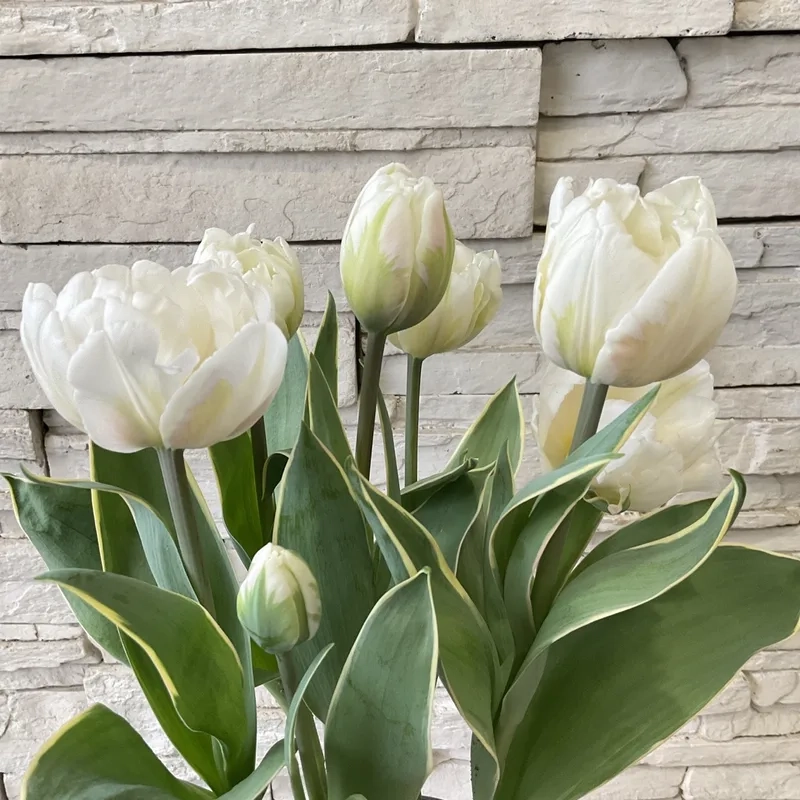Trang trí màn hình với hình nền hoa tulip siêu xinh
