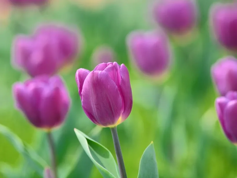 Chọn lọc đặc biệt hoa tulip nhập khẩu chất lượng