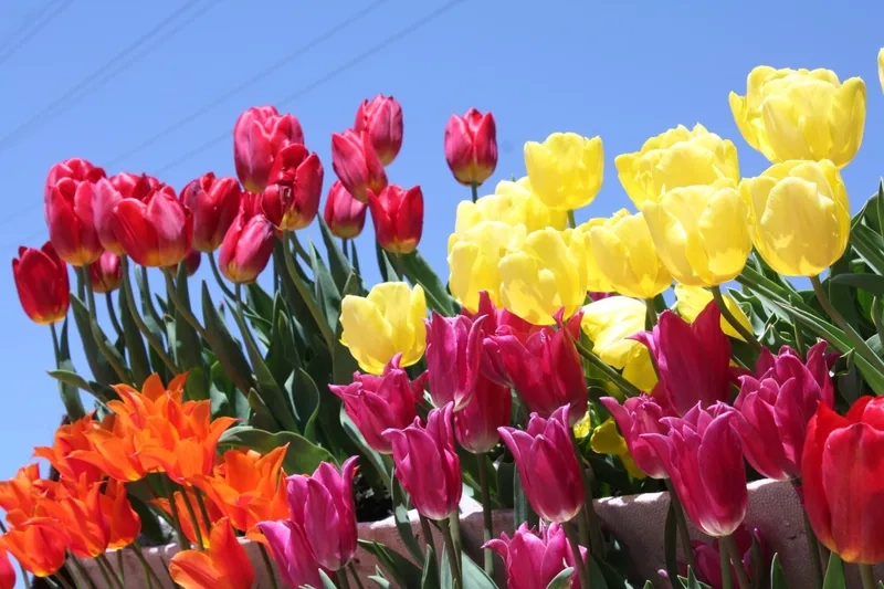 Trải nghiệm vẻ đẹp Hà Lan cùng hoa tulip Hà Lan