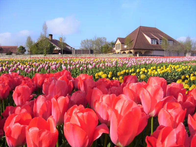 Sang trọng hơn bao giờ hết với hoa tulip sang trọng