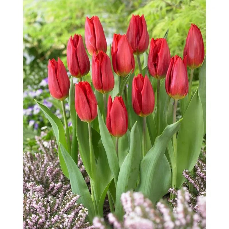Giữ tươi lâu với hoa tulip tươi mỗi ngày