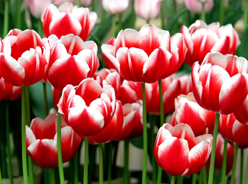 Dịu dàng và thanh thoát cùng hoa tulip dịu dàng