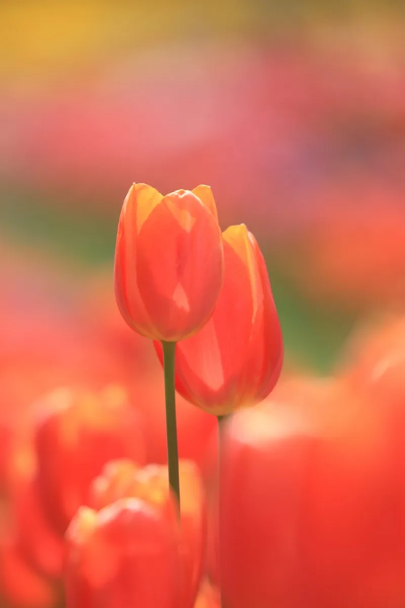 Tặng nàng yêu với hoa tulip tặng bạn gái bất ngờ