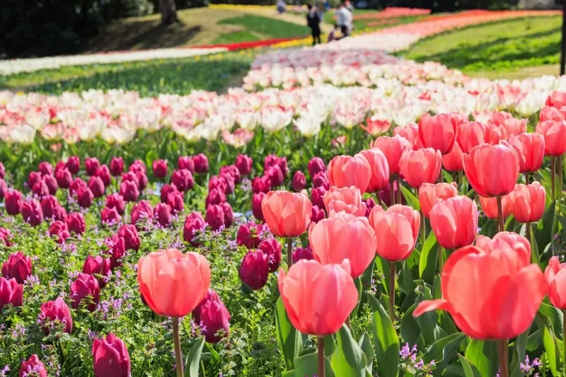 Tinh tế trong từng cánh hoa hoa tulip tinh tế