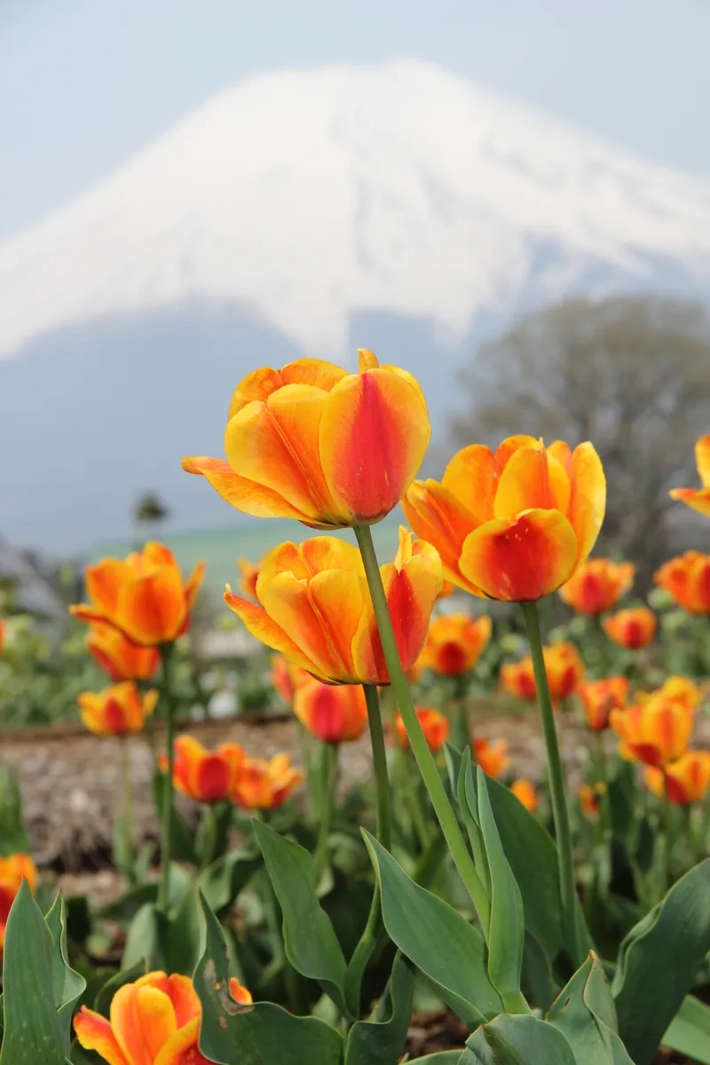 Đẳng cấp và sang trọng cùng hoa tulip cao cấp