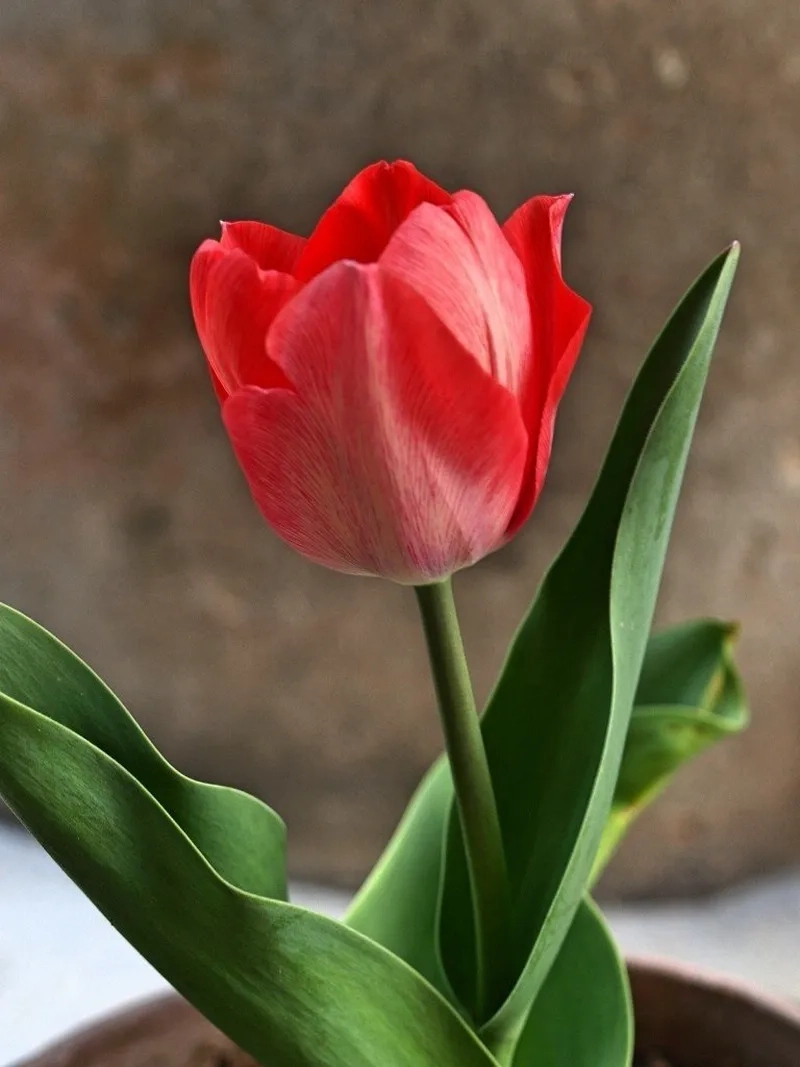 Tìm hiểu hoa tulip nở bao lâu để chăm sóc đúng cách