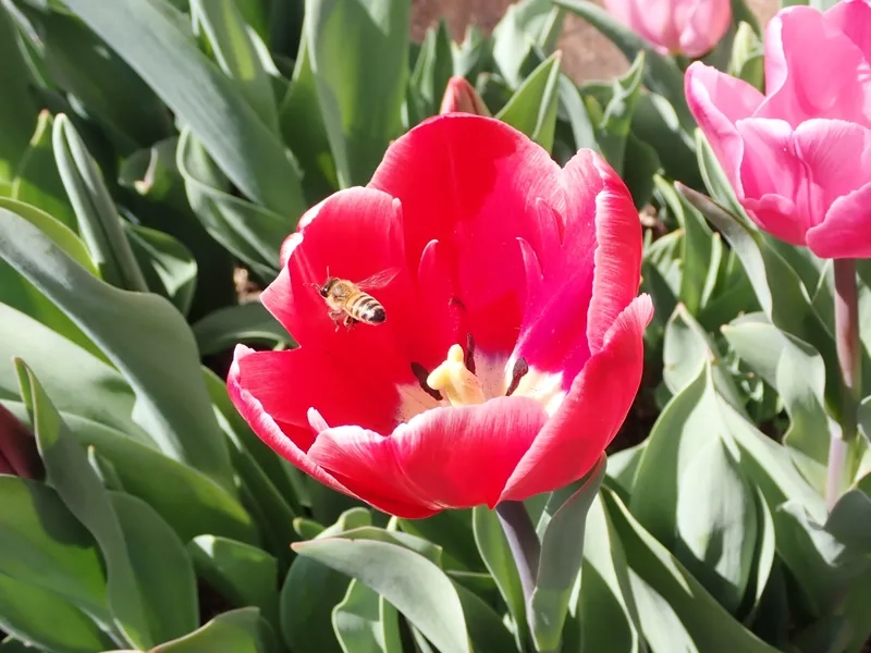 Hoa tulip có ý nghĩa gì hấp dẫn người xem