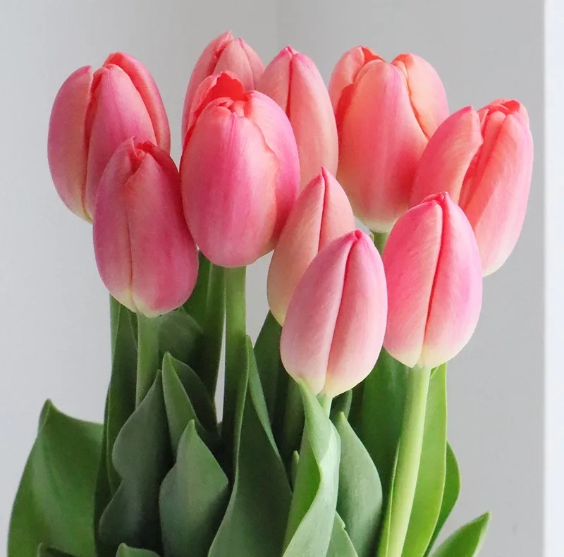Đón mùa hoa tulip rực rỡ khắp mọi nơi