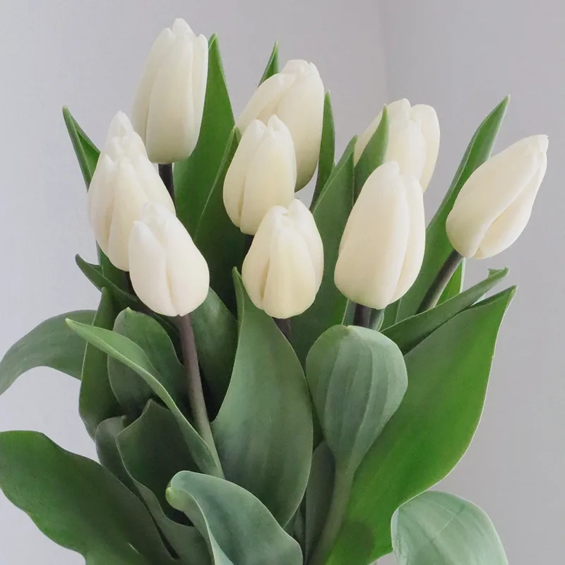 Vẻ quý phái của hoa tulip quý phái làm say lòng