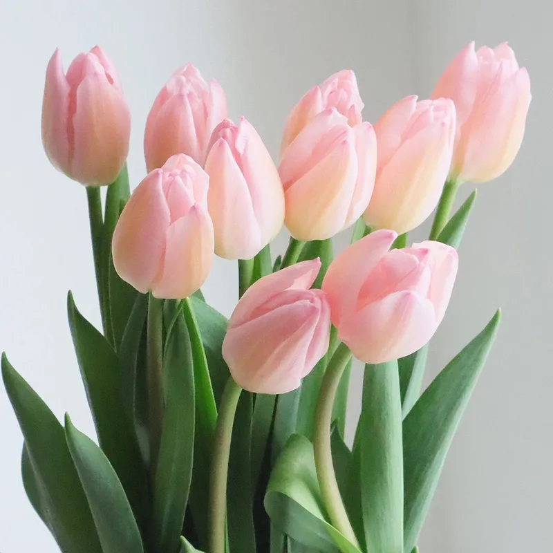 Chiêm ngưỡng hình ảnh hoa tulip đẹp như tranh