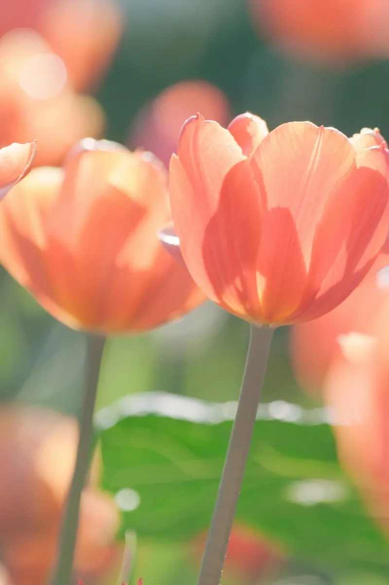 Chọn mẫu hoa tulip đẹp cho không gian thêm sống động