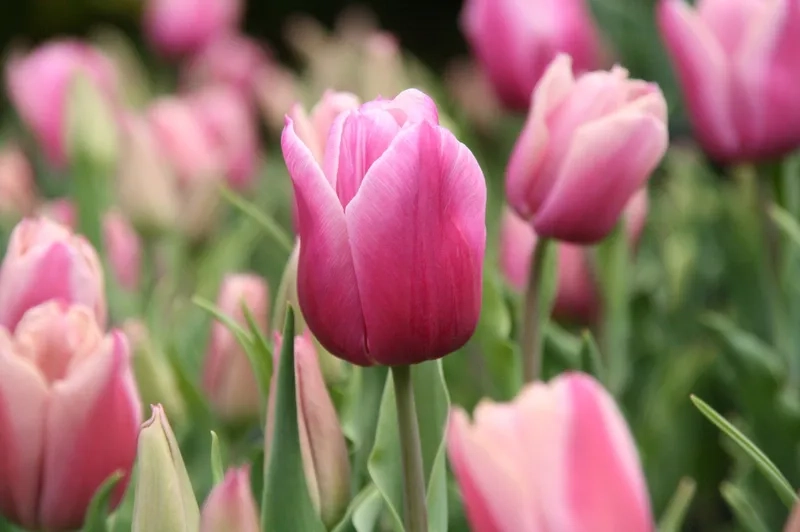 Thể hiện phong cách với hoa tulip sang chảnh đẳng cấp