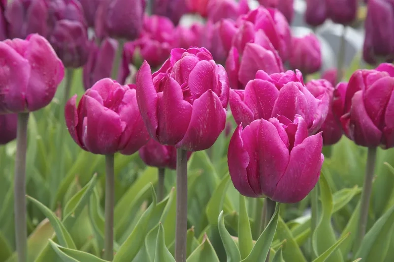 Vẻ tươi mới của hoa tulip mùa xuân lan tỏa hạnh phúc