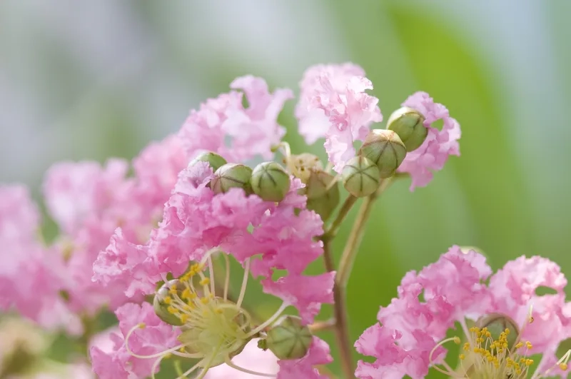 Chiêm ngưỡng hình ảnh hoa tường vi tuyệt đẹp