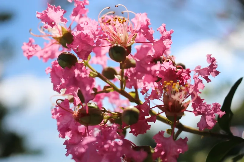 Rực rỡ và tinh khôi cùng hoa tường vi đẹp