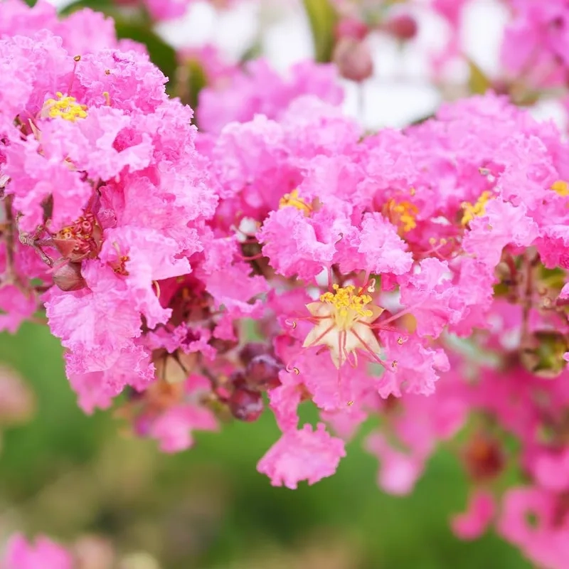 Khám phá ý nghĩa sâu sắc hoa tường vi ý nghĩa