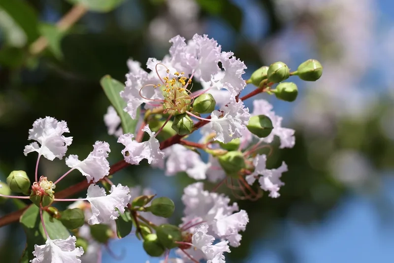 Dịu dàng và thanh thoát với hoa tường vi nhẹ nhàng
