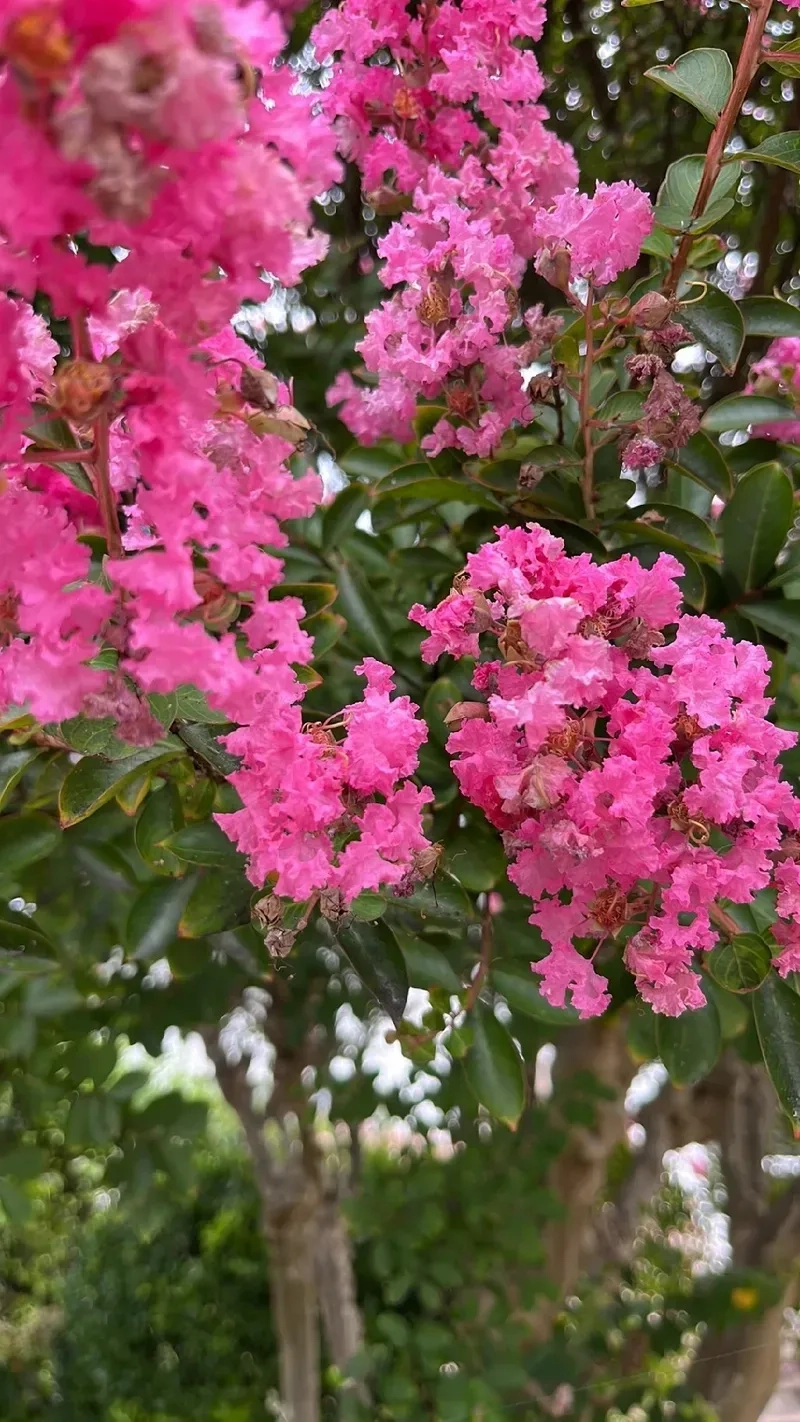 Quyến rũ tuyệt vời với hoa tường vi quyến rũ