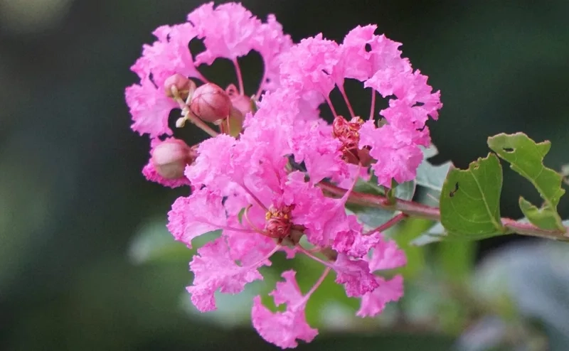 Dễ thương và ngọt ngào cùng hoa tường vi dễ thương