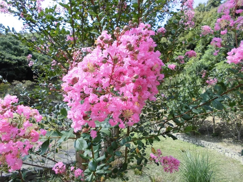 Sang trọng và nổi bật với hoa tường vi sang trọng