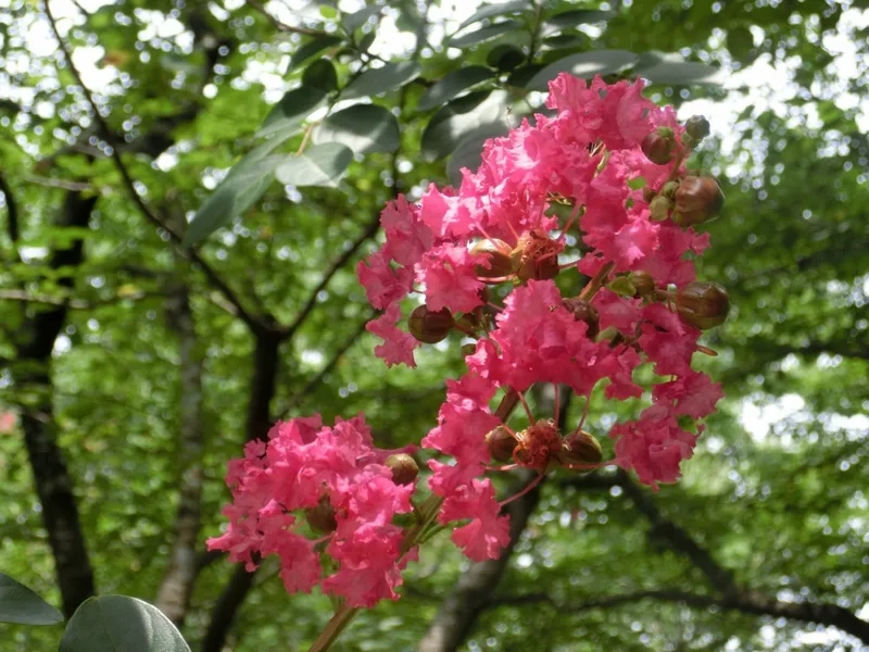 Trang trí màn hình đẹp với hình nền hoa tường vi