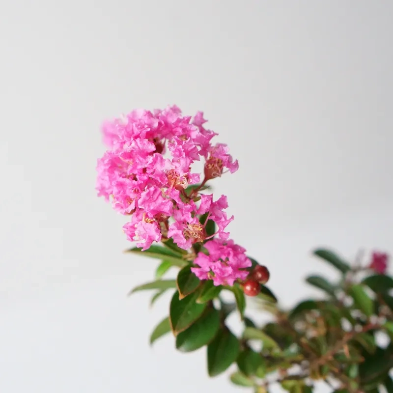 Duyên dáng tuyệt mỹ cùng hoa tường vi duyên dáng