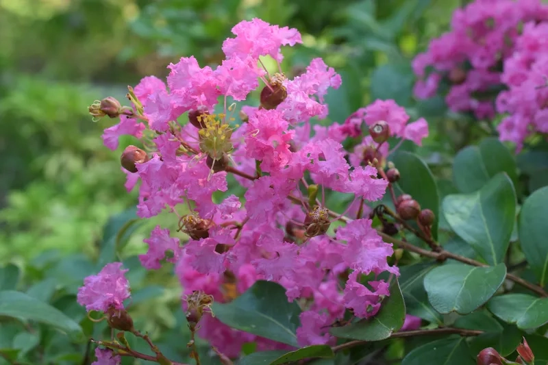 Vẻ đẹp tự nhiên hoàn hảo của hoa tường vi tự nhiên