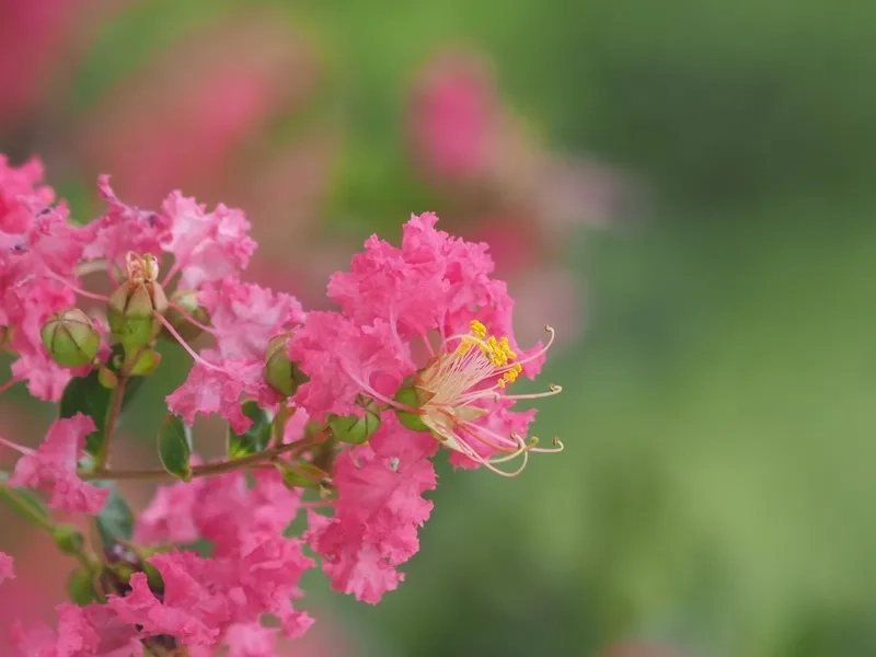 Lung linh và huyền ảo cùng hoa tường vi lung linh