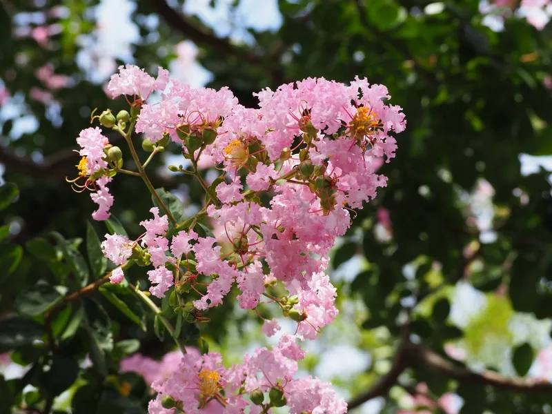 Lựa chọn hoàn hảo từ mẫu hoa tường vi độc đáo