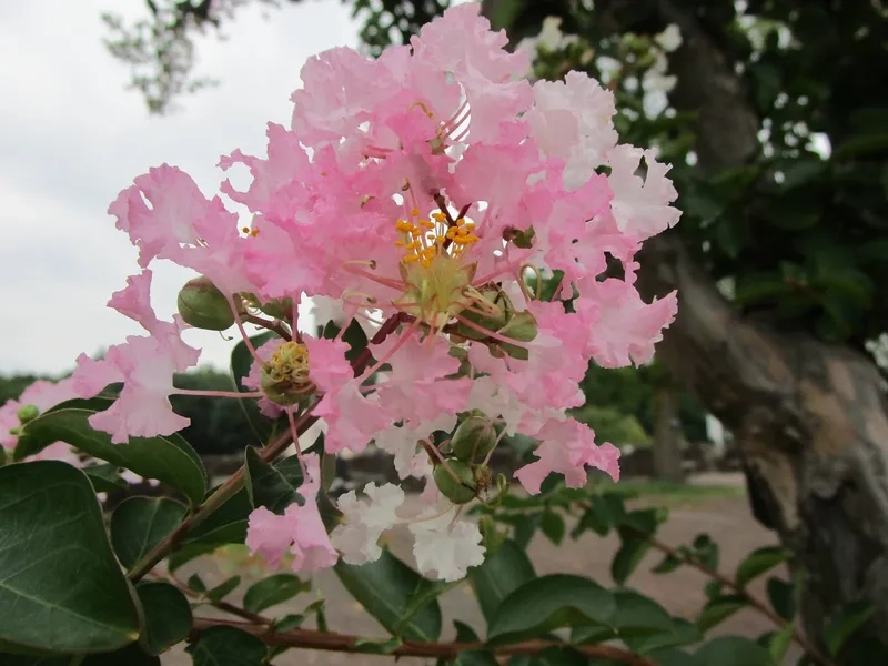 Hoa tường vi có ý nghĩa gì làm trái tim rung động