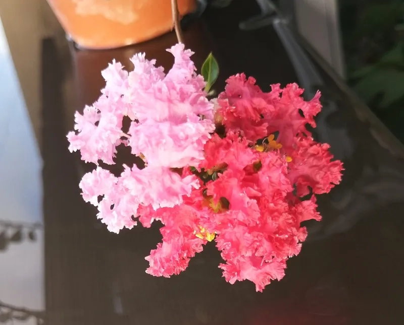 Thanh lịch tuyệt đối cùng hoa tường vi thanh lịch