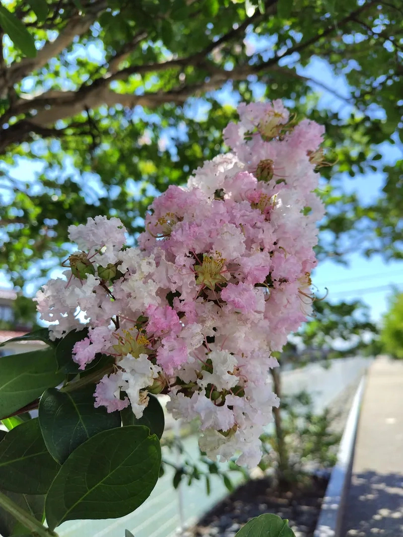 Ngắm hoa tường vi đẹp nhất để cảm nhận sự tinh khôi