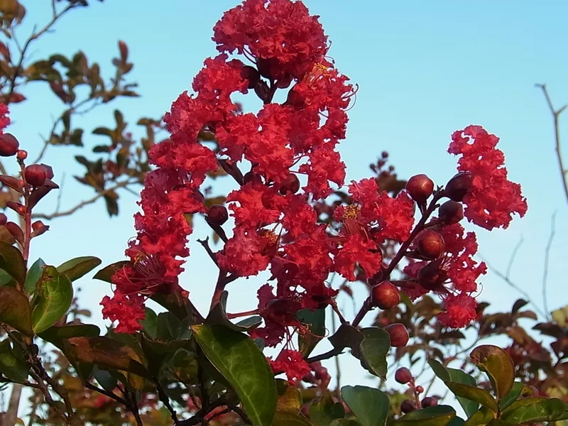 Rực rỡ sắc màu mùa hè với hoa tường vi mùa hè