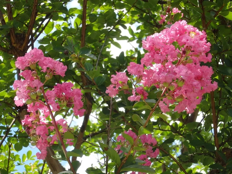 Sắc màu nổi bật và rực rỡ cùng hoa tường vi rực rỡ