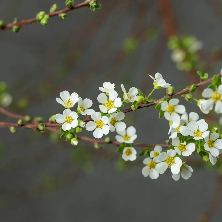 Ngắm hoa tuyết mai trắng muốt, tinh khôi dịp Tết