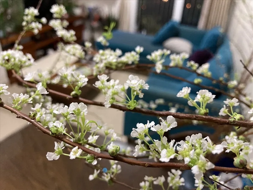 Trang trí nhà với hoa tuyết mai tết rực rỡ sắc xuân