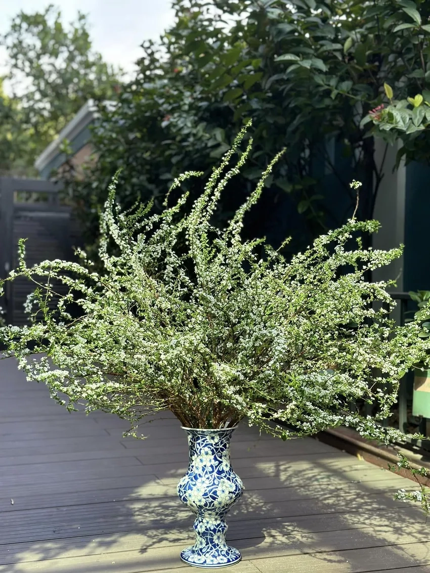 Ý nghĩa hoa tuyết mai mang may mắn và bình yên