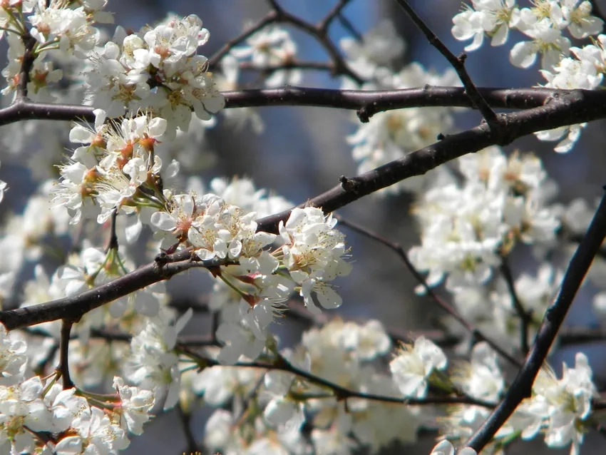 Mua hoa tuyết mai online, tận hưởng sắc xuân ngay tại nhà