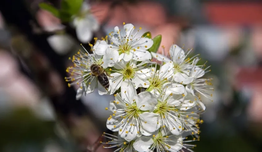 Chăm sóc hoa tuyết mai đúng cách để hoa tươi lâu