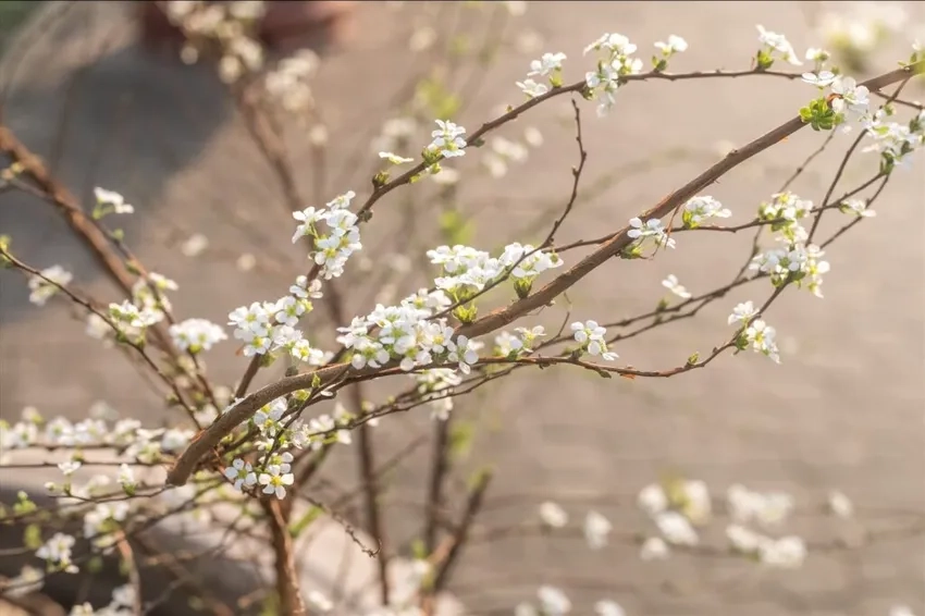 Tuyết mai rừng đẹp tự nhiên, ngát hương mùa xuân