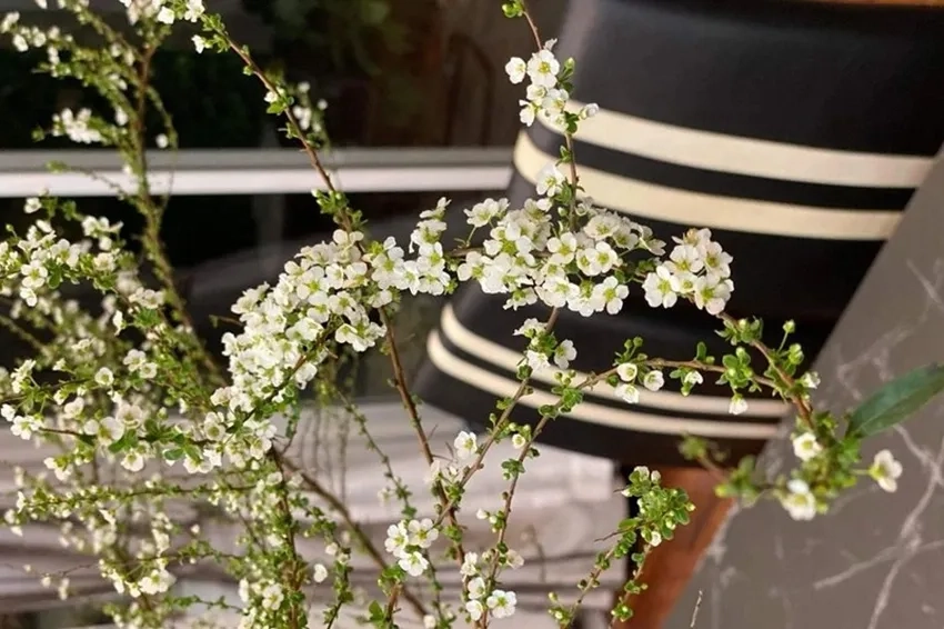 Hoa tuyết mai ở Việt Nam khoe sắc giữa mùa xuân