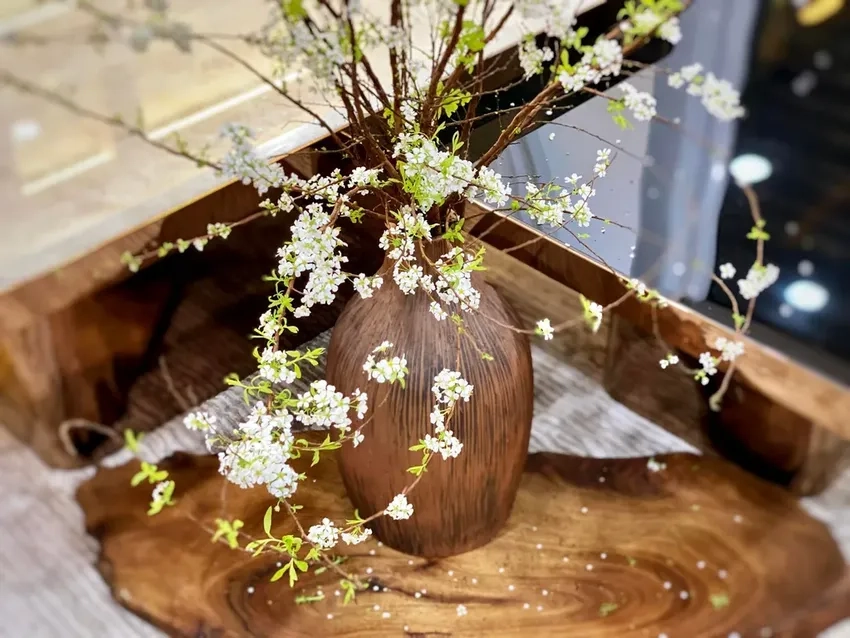 Hoa tuyết mai trắng muốt tinh khôi, mang không khí Tết