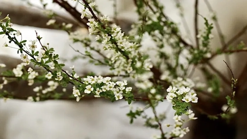Thời điểm nở hoa tuyết mai lý tưởng dịp đầu năm