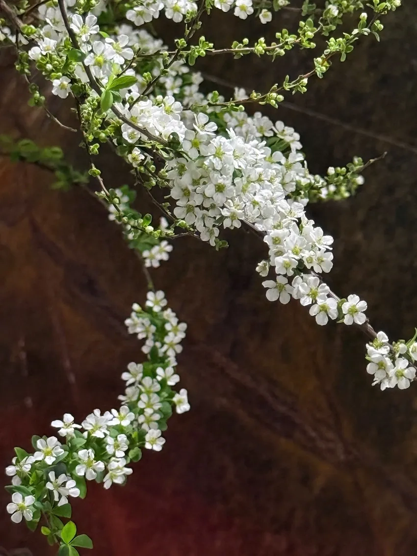 Trang trí nhà với hoa tuyết mai tôn thêm vẻ thanh lịch