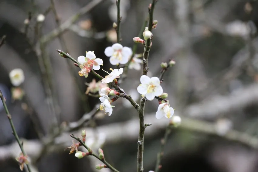 Tìm hiểu nguồn gốc hoa tuyết mai và nét đẹp truyền thống
